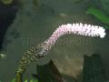Akváriumi növények - Aponogeton boivinianus